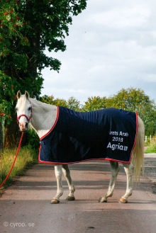Utnämningen betyder massor för hela Team Jeenial ox, då vi i många år arbetat med att visa Arabens "ursprungliga användningsområde". Foto: cyroo.se Utnämningen betyder massor för hela Team Jeenial ox, då vi i många år arbetat med att visa Arabens "ursprungliga användningsområde". Foto: cyroo.se