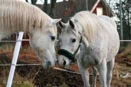 En dröm som går i uppfyllelse, att göra ett försök att låta Jeenials linjer leva vidare! Foto: cyroo.se En dröm som går i uppfyllelse, att göra ett försök att låta Jeenials linjer leva vidare! Foto: cyroo.se