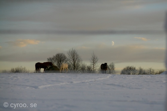 I ett år har vi haft den gamla och den nya hemsidan parallellt, idag stänger vi ner den gamla! Foto: cyroo.se I ett år har vi haft den gamla och den nya hemsidan parallellt, idag stänger vi ner den gamla! Foto: cyroo.se