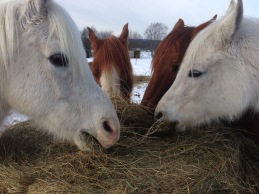 Det är första gången som vår utbildningsmetod H3-metoden uppmärksammas i sådana här sammanhang, och det gör oss vädligt glada och stolta, TACK! Foto: cyroo.se Det är första gången som vår utbildningsmetod H3-metoden uppmärksammas i sådana här sammanhang, och det gör oss vädligt glada och stolta, TACK! Foto: cyroo.se