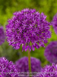 Allium: Purple sensation, 10 lökar - Purple sensation, 10 lökar