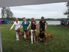 SRRS Kungsängen 2017-05-28 domare: Vanessa Moyano MOHAGET’S KENNEL uppfkl 1 HP Nice group with good bone, strong toplines and good movements. Tails could be straighter in movements.