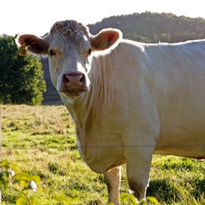 Bilder Vessigebro Samhällsförening