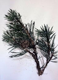 Pine (SÅLD)