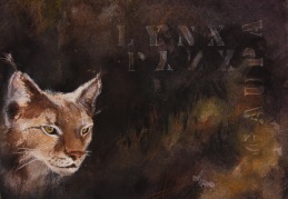 Lynx Lynx (SÅLD)
