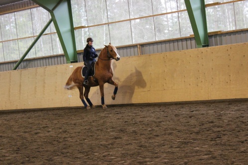 ZORRO PÅ VÄG MOT EN LEVADE ZORRO PÅ VÄG MOT EN LEVADE
