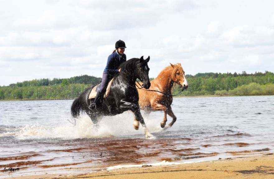 CAMILLA OCH HORSE UNITY AB ÖNSKAR ER ALLA EN GLAD SOMMAR!! CAMILLA OCH HORSE UNITY AB ÖNSKAR ER ALLA EN GLAD SOMMAR!!