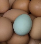Turkost ägg bland bruna Turkost ägg bland bruna