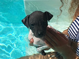 Zuri älskar att bada!