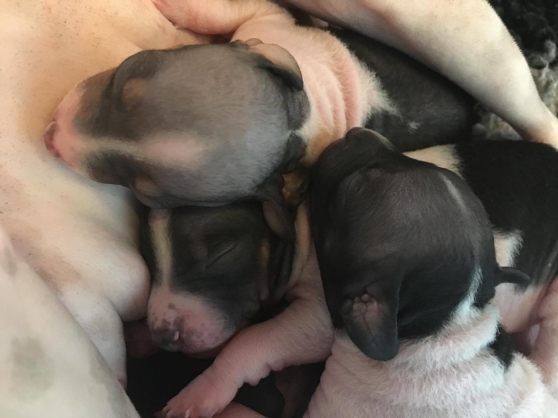 Putte, Greta och Gertrud Putte, Greta och Gertrud