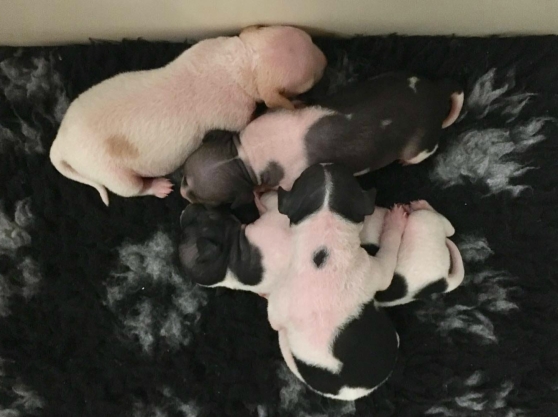 Samtliga knubbisar! Här syns det tydligt att Putte inte är samma svart som dom andra utan mer svartbrun. Samtliga knubbisar! Här syns det tydligt att Putte inte är samma svart som dom andra utan mer svartbrun.