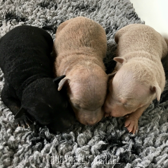 Tenza, Tendrix & Tenji :) Tenza, Tendrix & Tenji :)