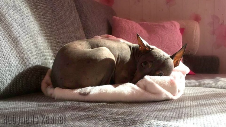 Skindivual Smulan - "Nim", pensionerad mamma till 22 valpar från vår kennel. Skindivual Smulan - "Nim", pensionerad mamma till 22 valpar från vår kennel.