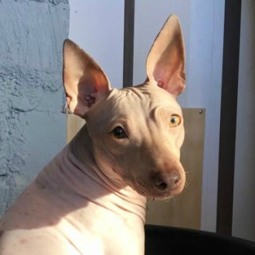 Vinterblek Isa, men nosen och ögonen berättar att hon allt är en brun hund ändå. Vinterblek Isa, men nosen och ögonen berättar att hon allt är en brun hund ändå.