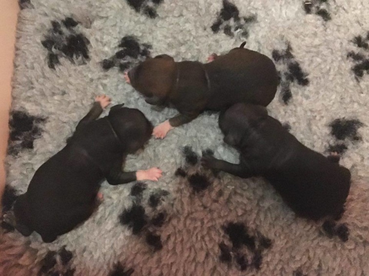 Första 3 valparna Första 3 valparna