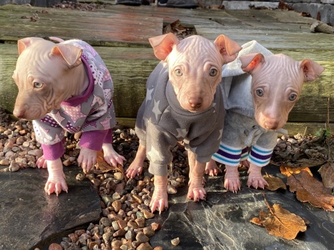 Stina, Vienna och Praline. Stina, Vienna och Praline.
