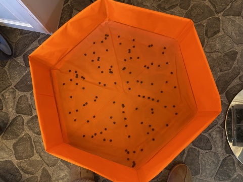 Först lägger jag torrfoder i botten på babypoolen. Först lägger jag torrfoder i botten på babypoolen.