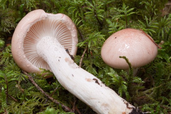 Hygrophorus cf. persicolor - rosa vaxskivling. (cf betyder att kollekten av H. persicolor inte är säkert arbestämd). Foto Michael Krikorev