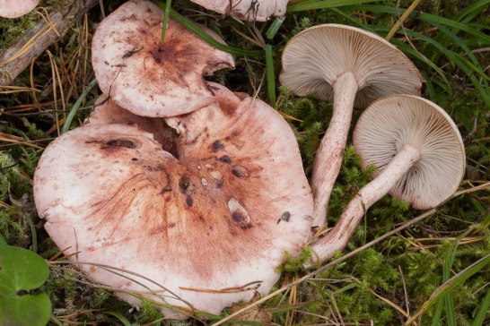 Hygrophorus erubescens – besk vaxskivling. Foto Michael Krikorev