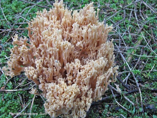 Ramaria flavescens, Surö