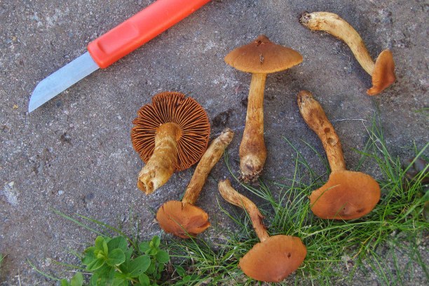 Toppig giftspindling - Cortinárrius rubéllus! En av våra allra giftigaste svampar - LÄR DIG DEN!