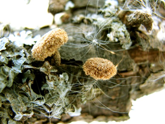 Tofsskräling Phaeomarasmius erinaceus.