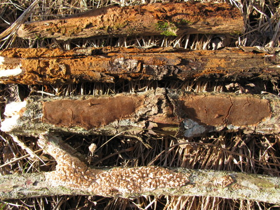 Kanelskinn hymenochaete cinnamomea, Kuddticka phellinus punctatus och Grovtagging radulomyces molaris.