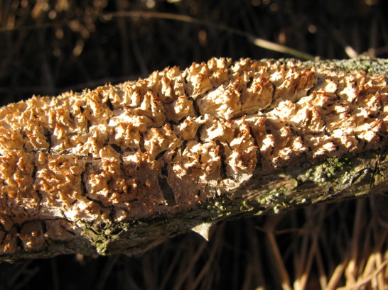 Grovtagging radulomyces molaris!