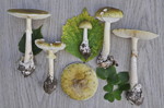 Lämsk flugsvamp amanita phalloides!