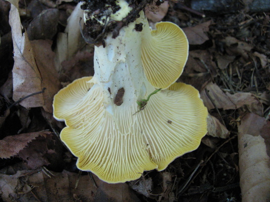 Blek kantarell (Cantharellus pallens)