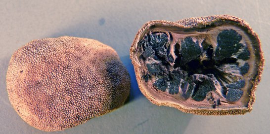 Grynig hjorttryffel, elaphomyces granulates