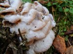 Dallergröppa - merulius tremellosus