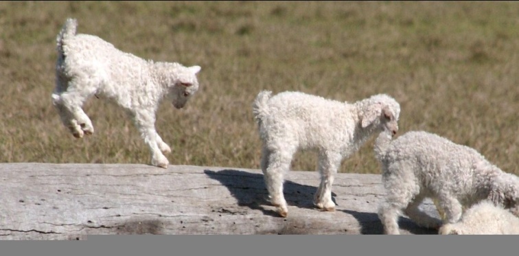 Western Wanted westernutrustning mohair sadelgjord ponny Western Wanted westernutrustning mohair sadelgjord ponny