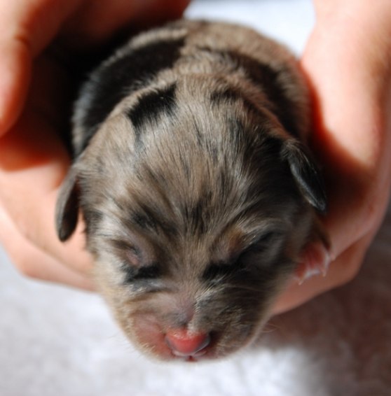 Blue merle tik nr 2