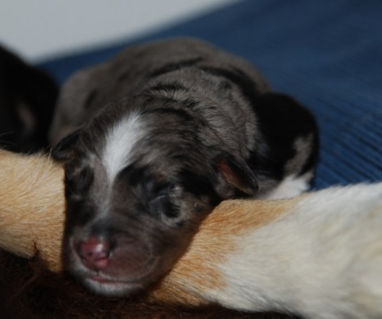 Blue merle tik nr 7