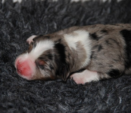 Blue merle hane nr. 8