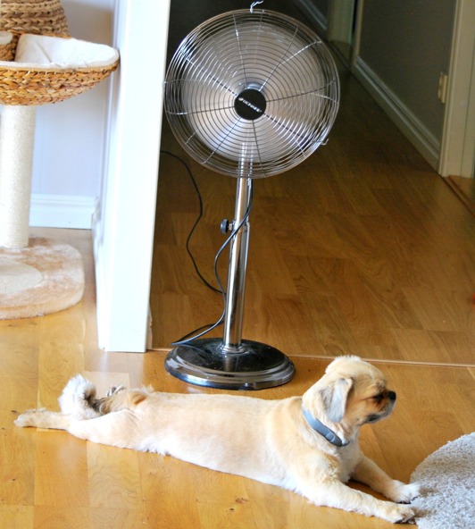 Sommarklippt tibetansk spaniel chillar framför fläkten sin Sommarklippt tibetansk spaniel chillar framför fläkten sin
