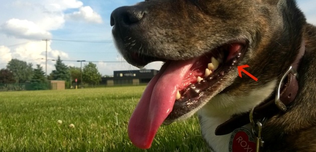Lätt utvikta mungipor, i detta fall inget akutläge bara en varm hund Lätt utvikta mungipor, i detta fall inget akutläge bara en varm hund