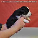 Cattaleya James Bond Moonraker