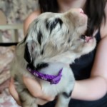 Lila 3