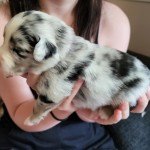 Lila 2