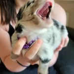 Lila 1