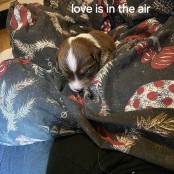 Love is in the air3
