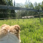 Wilma kollar fåren
