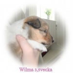Wilma3,5vecka