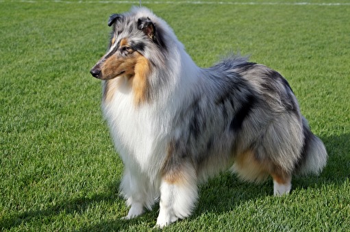 Hjalmar BIR, BIS junior, BIS, Best Blue Merle Judge: George Schogol Hjalmar BIR, BIS junior, BIS, Best Blue Merle Judge: George Schogol
