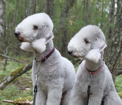 Nala & Debbie Nala & Debbie
