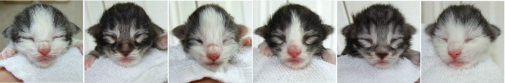 två dagar gamla / two days old två dagar gamla / two days old