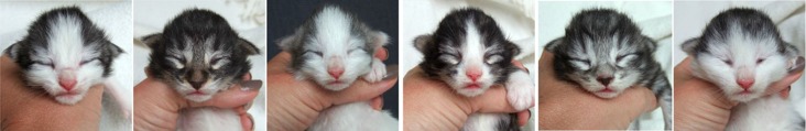 en vecka gamla / one week old en vecka gamla / one week old
