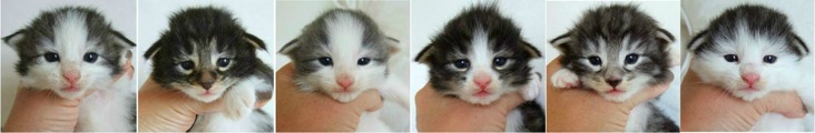 två veckor gamla / two weeks old två veckor gamla / two weeks old